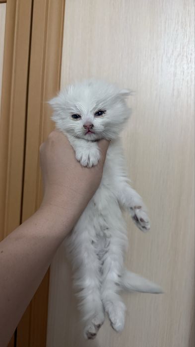 Котята британки мальчик и девочка