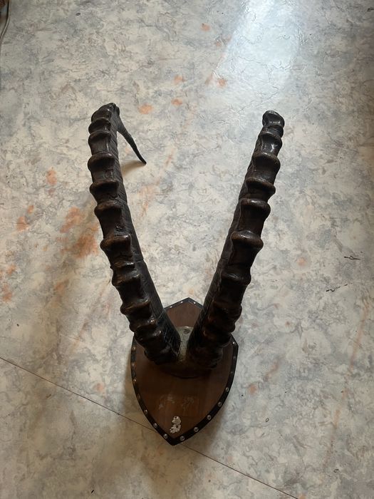 Рога горного козла