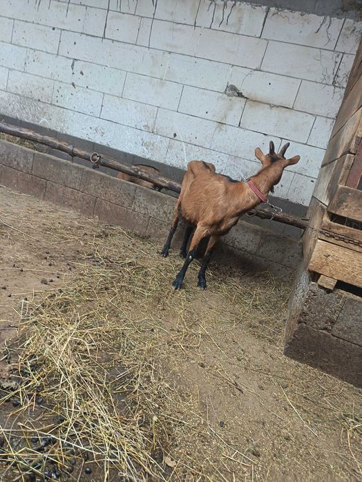 Vând capra alpina franceza cu iada