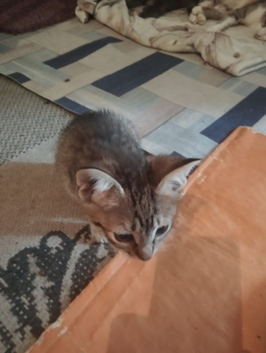 Котята, бесплатно.