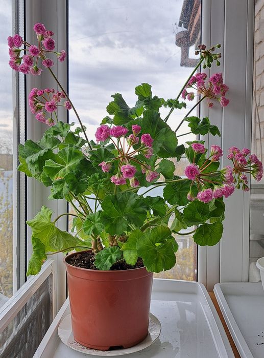 Пеларгония Ю Мерлизон 2