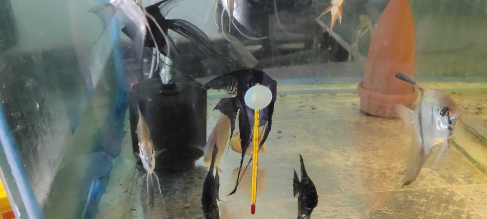 Продам черных скалярий . 1000 тенге