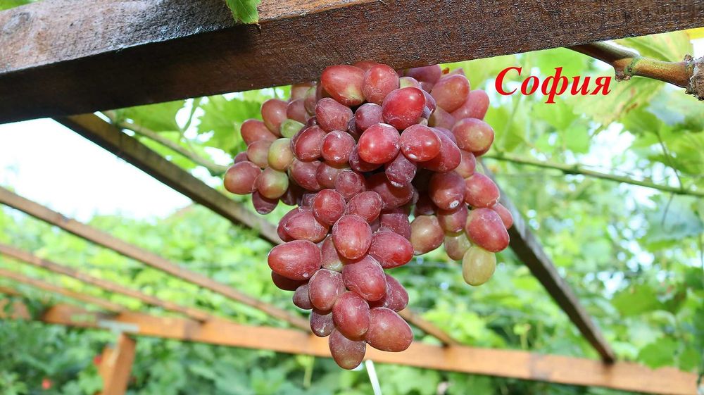 Вкоренени лози. Руски, Украински и Американски сортове.