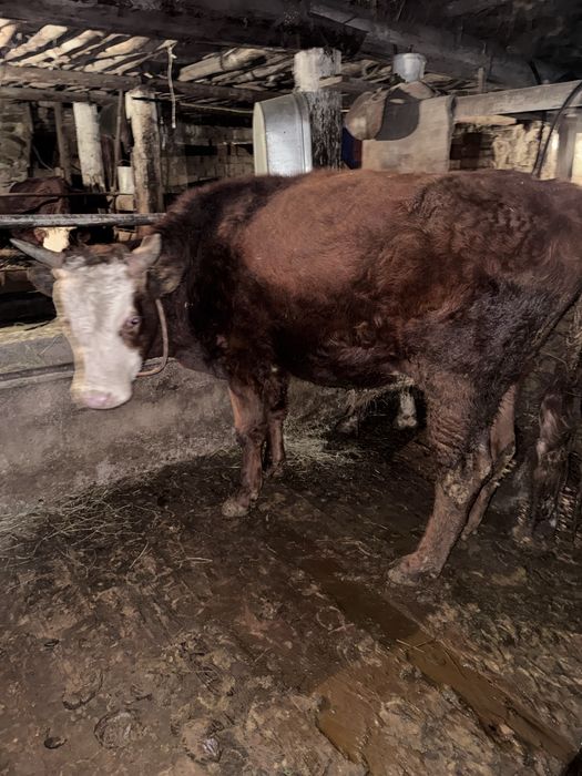 4 бас плотарашка 1 бас торпақ