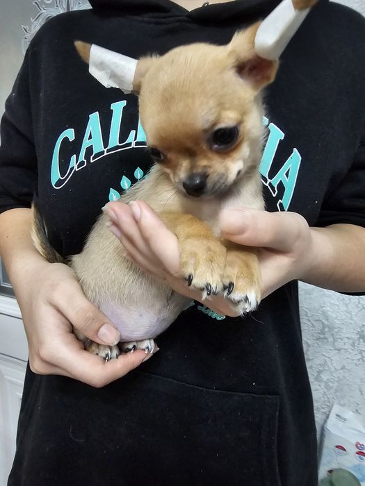 Мини чихуашки- оленятки