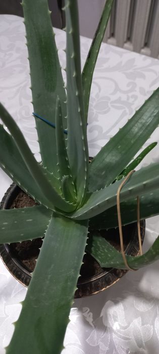 Бөлме гүлдері сатылады