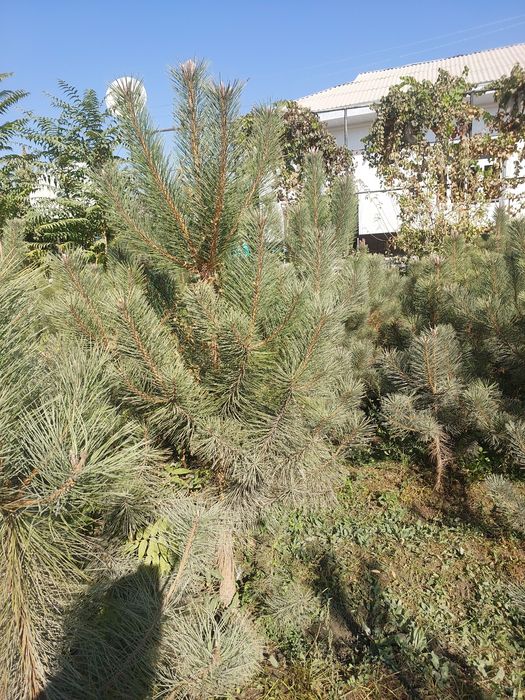 Крымская сосна — оптом с собственного поля!