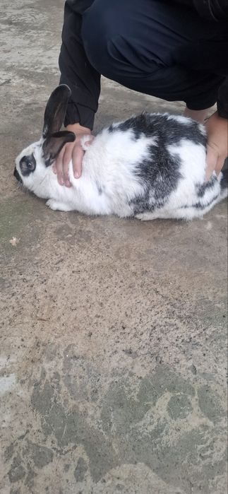 Quyonlar sotiladi кролик