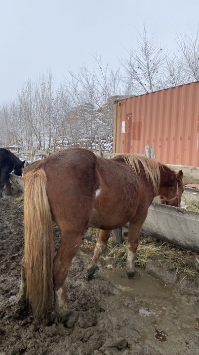 Соғым,ат,айғыр,жылқы,лошадь,откорым