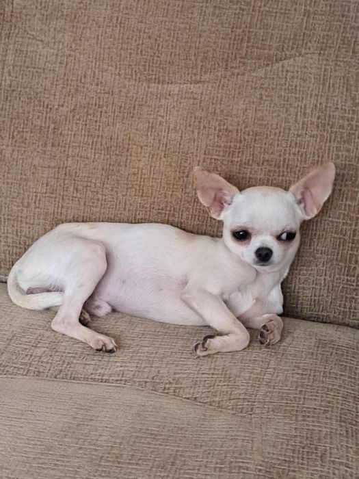 Вязка мини Чихуахуа