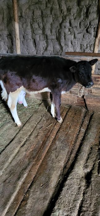 Сиыр бузау,корова