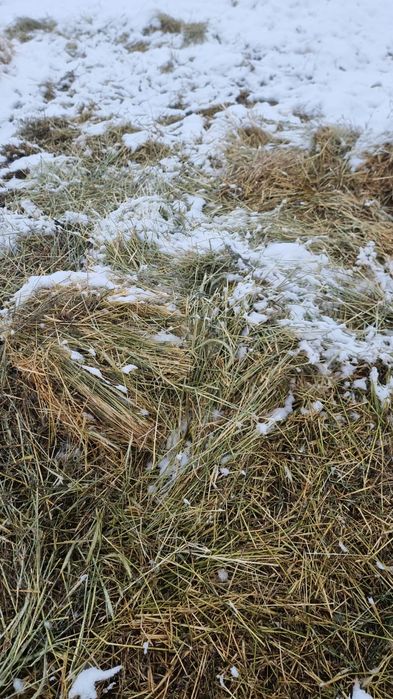 Шөп сатылады 1000 тг