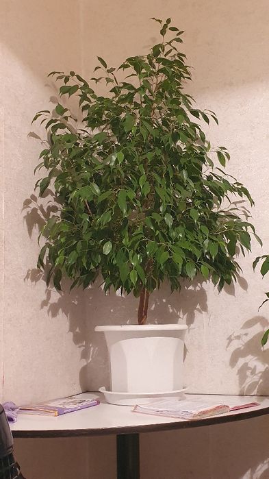 Фикус комнатные растения