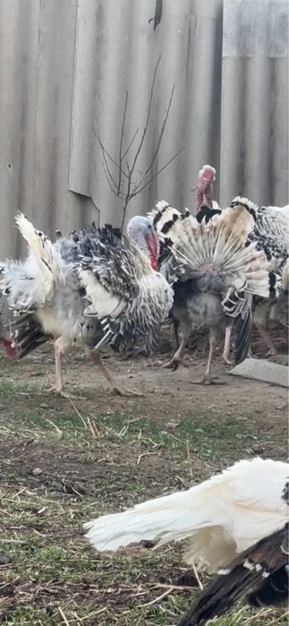 Эркее куркала сотилади.