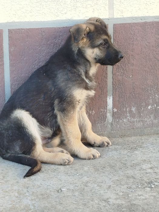 Щенок немецкой овчарки