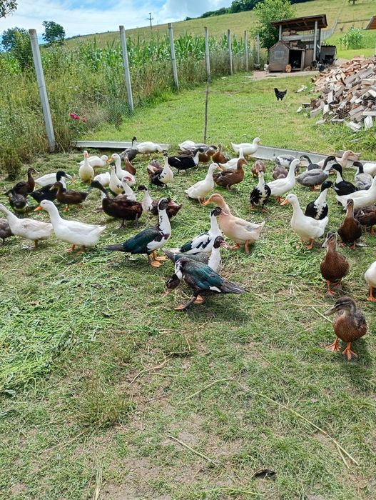 Rate Polare și Rouen
