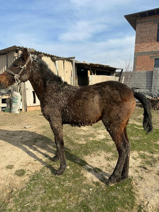 полторашка сатылады