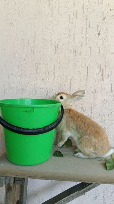 Потерялся кролик