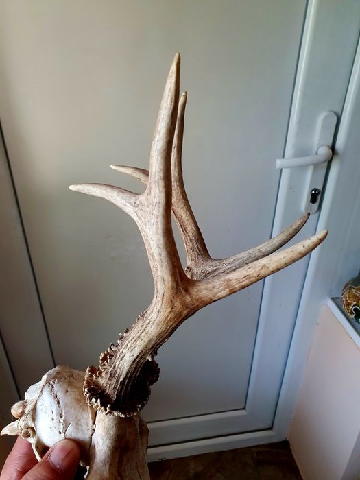 Два Трофея от сръндак перфектно състояние!