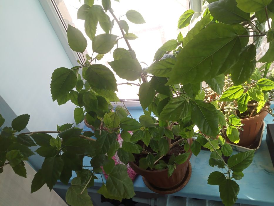 Цветы  на продажу, разные