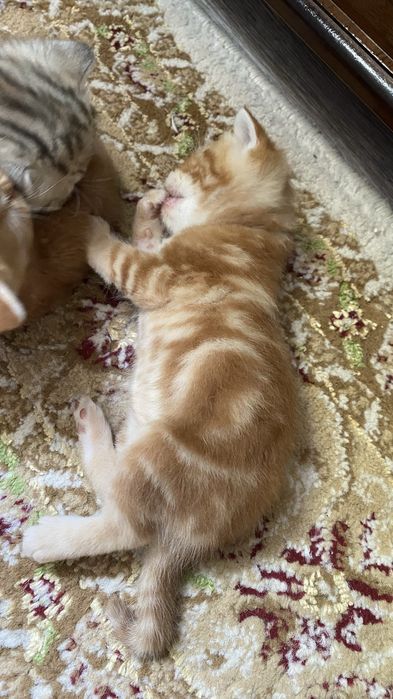Котята скотиш страйт