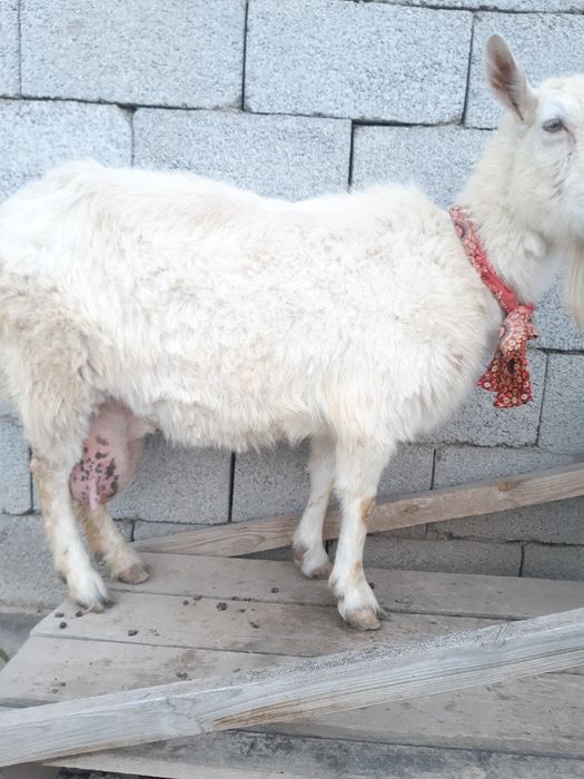 Заанен орыс ешкі