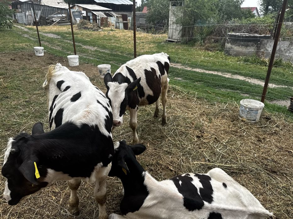 Продам бычки породы голштейн