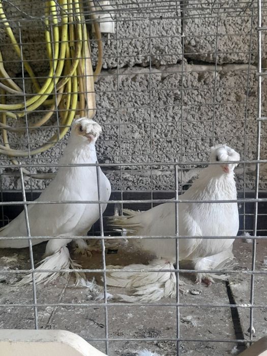 Птицы Голуби. Шымкент