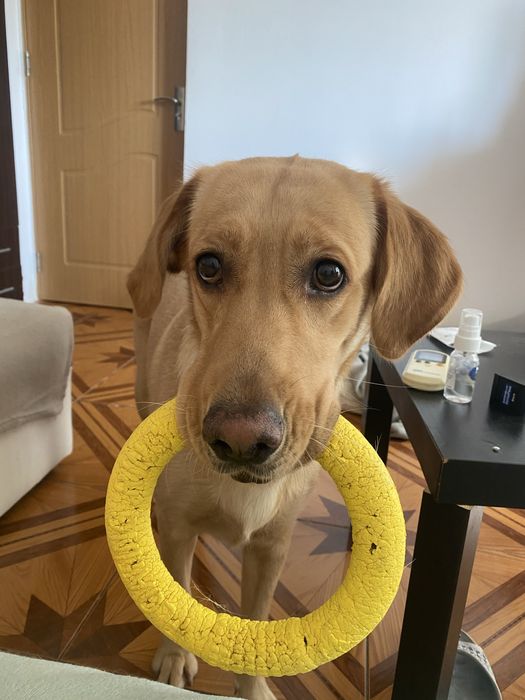 Doresc sa gasesc o familie iubitoare pentru Luna!