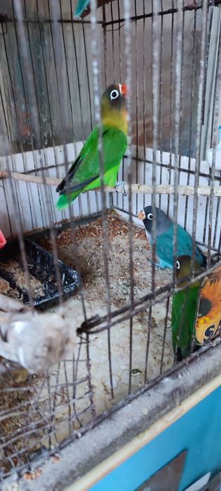 Продам молодняк маска