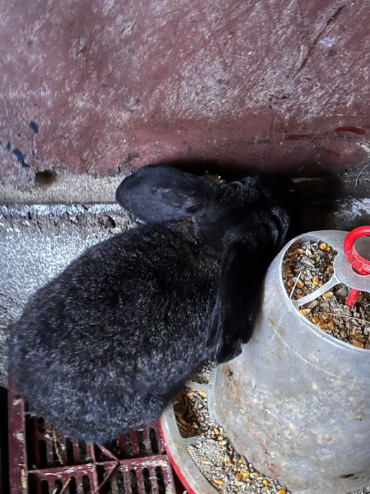 Vand iepuri diferite rase:belgieni, berbec german