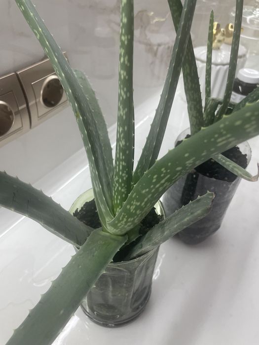 Алое Вера лечебное по 500-700