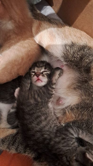 Отдам даром катят в хорошие руки.