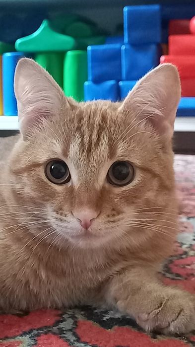 Отдам молодого котика