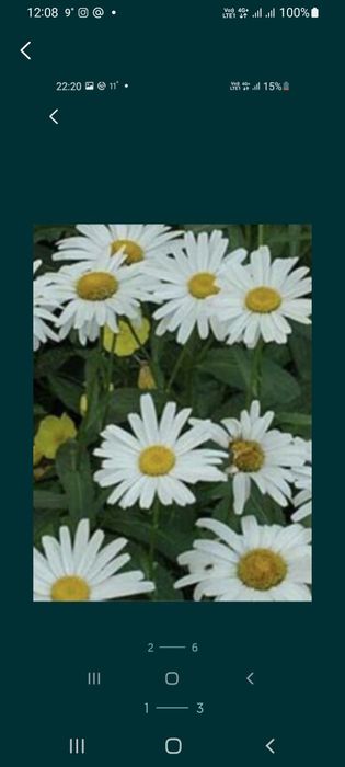 Ромашка белая крупная