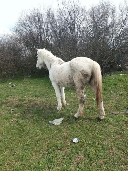 De vanzare  iapa cuminte, citeste anuntul
