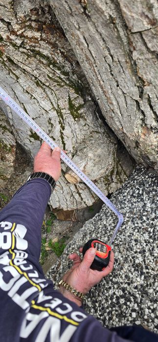 Орех, дървен материал.