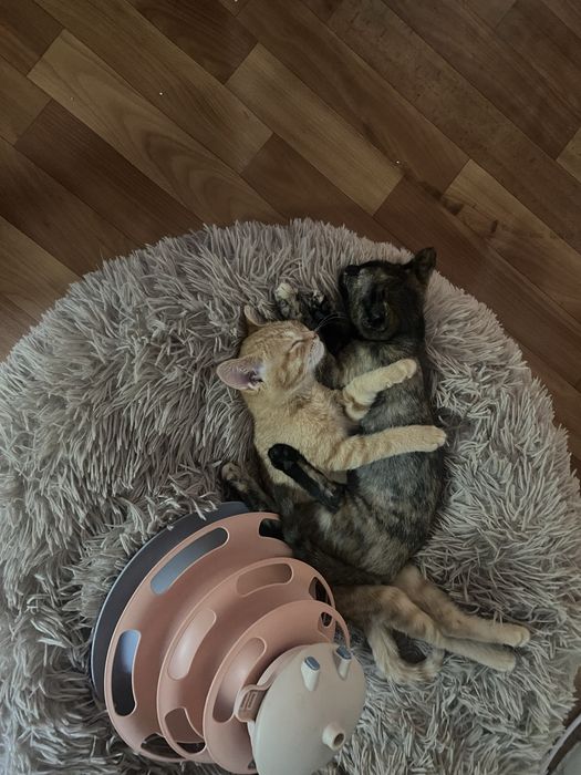 Котят отдам даром