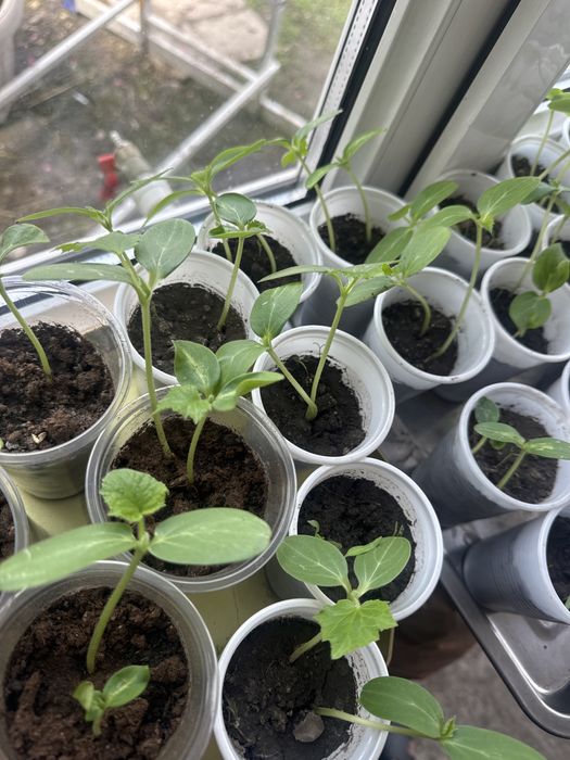 Рассада огурцов