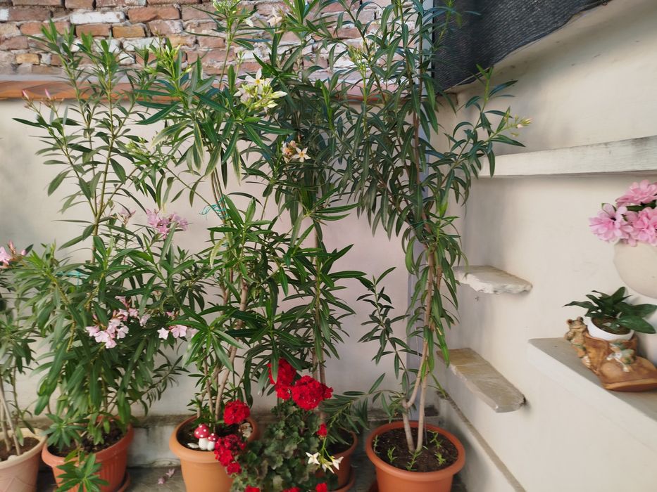 Зокум / Олеандър