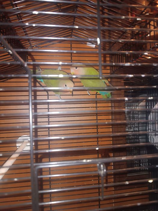 Vând pereche tânără de agaponis rosecolie