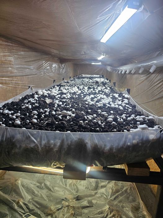 Продам грибницу шапиньенов.