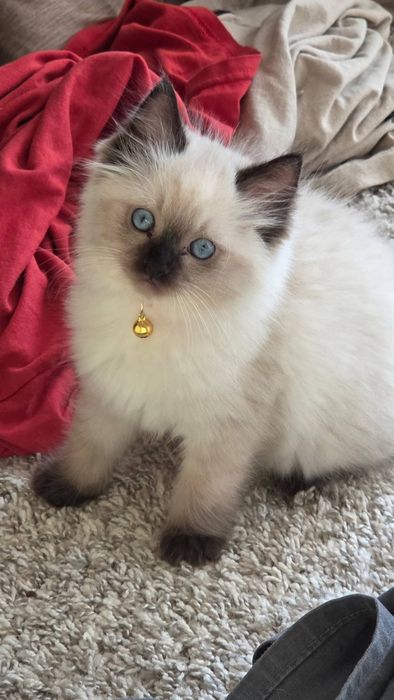 Ragdoll puiut superb