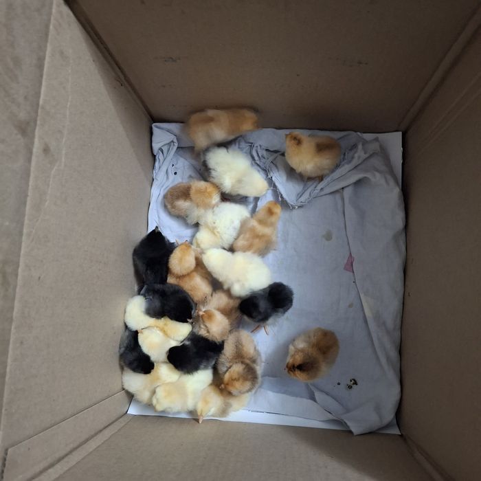 Цыплята.          .