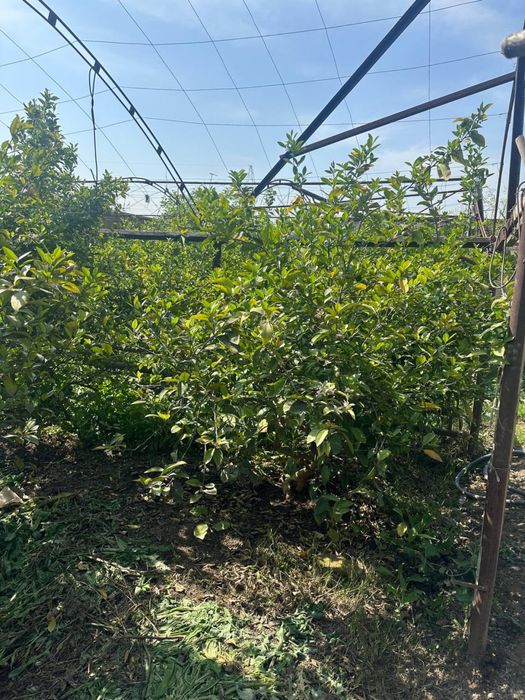 Lemon kochat 100.000.