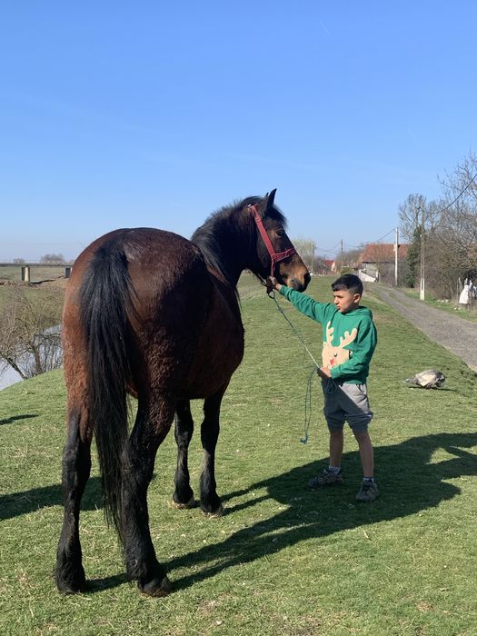 Vând iapa de 4 ani sau dau pe o vaca cu lapte