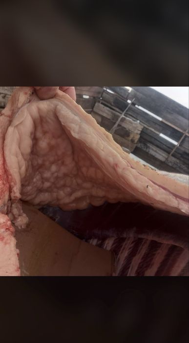 Тай кунан    Лошади