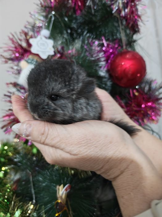 Выставляются в бронь шишиллята - мальчик и девочка.