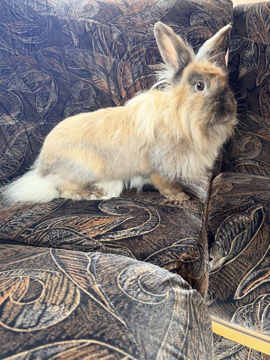 Iepuri femele mature (10 luni-1,5 ani)