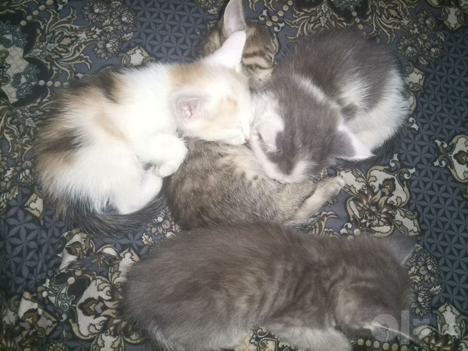 Отдаю котят в хорошие руки.